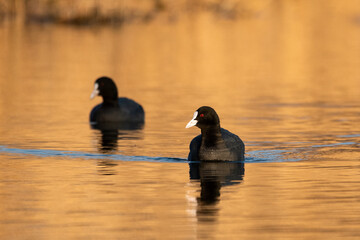 Coot in its natural environment