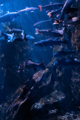 Poissons dans un aquarium