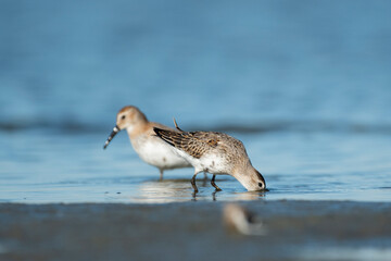 Sandpipers in their natural environment