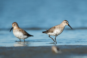 Sandpipers in their natural environment