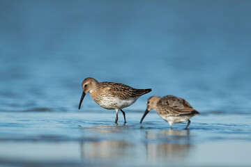 Sandpipers in their natural environment