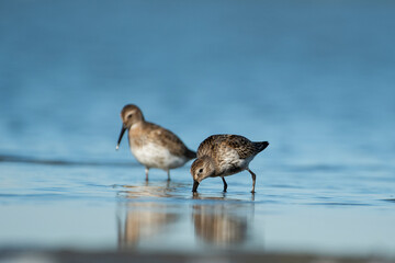 Sandpipers in their natural environment