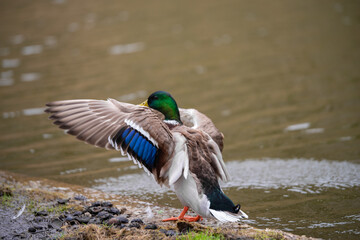 A vibrant male mallard duck (Anas platyrhynchos) flaps its wings on the riverbank in Tallinn, Estonia. Captured mid-motion, dynamic wildlife photo is perfect for nature, birdlife and travel concept