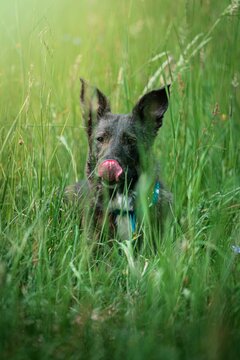 Dog in gras