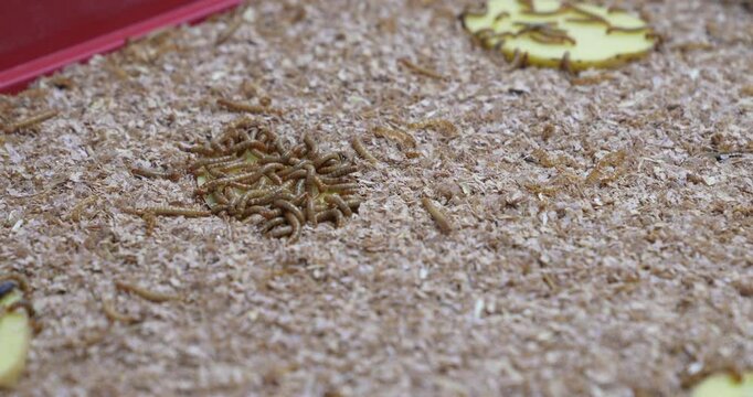 Insect larvae wriggling in a farming container, used as a sustainable, high-protein chicken feed. Natural soy substitute for animal nutrition or food production