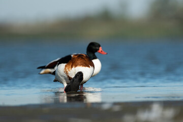 Common shelduck Tadorna tadorna n its natural habitat