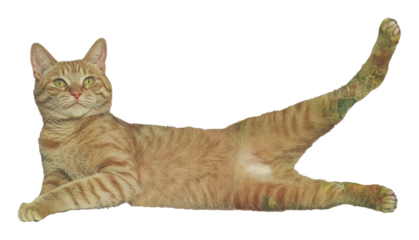 PNG Orange cat stretch animal illustration abyssinian.