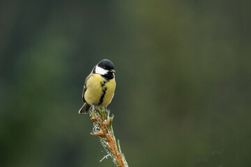 Great tit