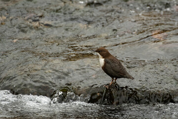 White-throated dipper Cinclus cinclus