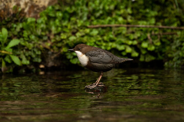 White-throated dipper Cinclus cinclus