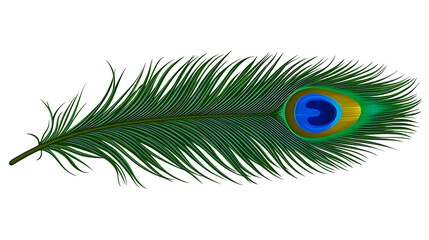 Obraz premium Isolated green peacock feather with an eye-like design illustrating nature's beauty