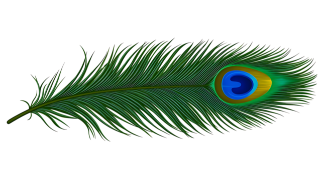 Isolated green peacock feather with an eye-like design illustrating nature's beauty