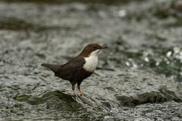 White-throated dipper Cinclus cinclus