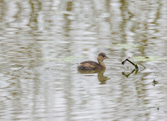 cute little grebe in the lake reflecting in the water, little grebe from the side, light waves on the pond, little grebe swims in the lake,  shimmering gray pond, Tachybaptus ruficollis