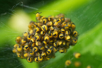 A cluster of many tiny, newborn spiders with yellow bodies and black markings, clustered in a spherical mass on a spiderweb.