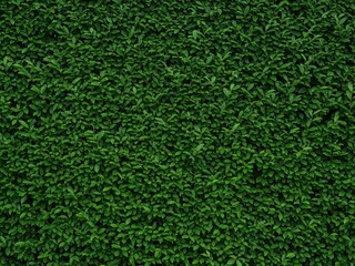 A uniform, flat green wall of laurel hedge, seen from the front, dense foliage like a natural garden fence, filling the entire frame.