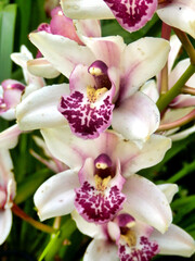 Close up of a White and Pale Pink Cymbidium Orchid with speckled labellum, taken on the Island of Madeira
