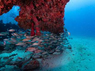 wreck reef