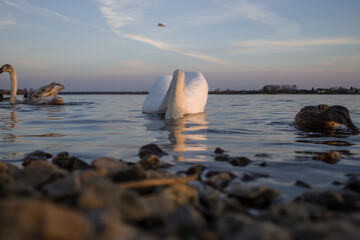 Swans and ducks swimming peacefully at dusk near a tranquil lakeshore