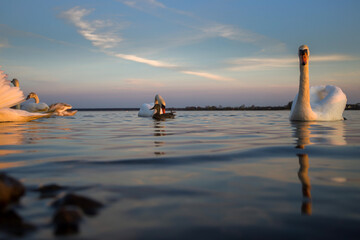 Swans swim gracefully in calm water during sunset at a serene lakeside location