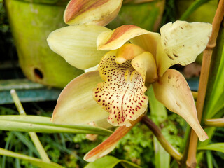 Close up of a Pale Yellow Cymbidium Orchid with speckled labellum, taken on the Island of Madeira
