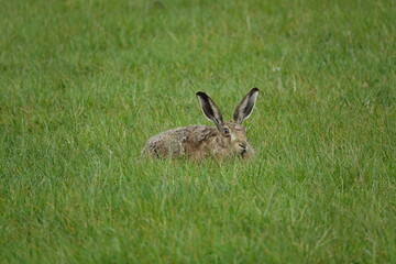 brown hare (lepus europaeus) UK farmland in springtime