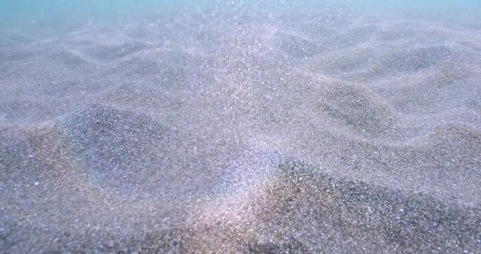 Juvenile halibut flys out of sand and buries itself in ripple.