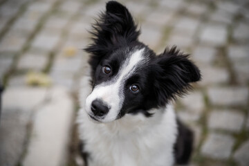 Curious border collie gazing at the camera on a cobblestone path in a serene outdoor setting