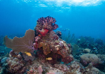 coral reef