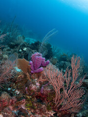 coral reef