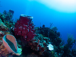 coral reef