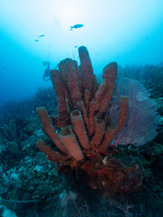 diver and coral
