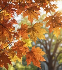 Close-up of maple leaves with bokeh background, sunlight filtering through,  red maple,  autumn leaves,  bokeh