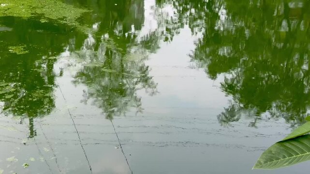 Green Azolla Floating on Pond Water | Natural Aquatic Plant Stock Footage
