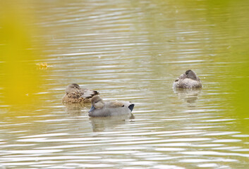 three gadwall ducks photographed between green leaves, gadwall ducks on the pond between green bushes, idyllic scene on the lake with peaceful ducks, idyllic nature with water birds, Mareca strepera