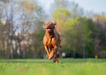 A ungarian magyar vizsla dog in motion isolated closeup in jena