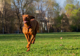 A ungarian magyar vizsla dog in motion isolated closeup in jena