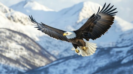 A majestic bald eagle soars against a backdrop of snowy mountains.