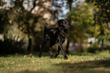 Black dog exploring a sunny park surrounded by trees during a pleasant afternoon