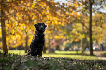 Black dog enjoying a sunny autumn day in a park surrounded by colorful trees and fallen leaves