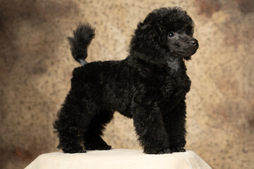 Black poodle stands gracefully on a pedestal against a textured backdrop in a studio setting