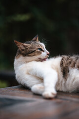 Cute cat grooming itself outdoors