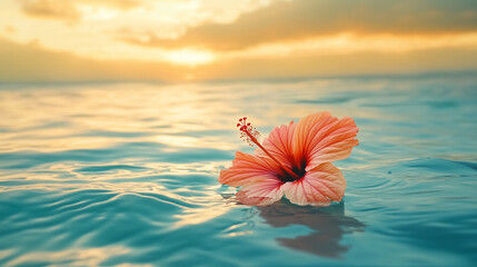 Pink Hibiscus Flower Floating Tranquil