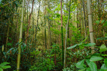 wild bamboo