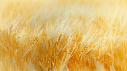 close-up of golden wheat in a field during golden hour