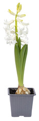 Jacinthe blanche en pot	
