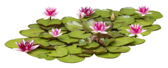 Nénuphars roses	