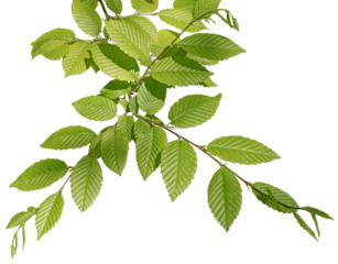 Feuillage du carpinus orientalis	