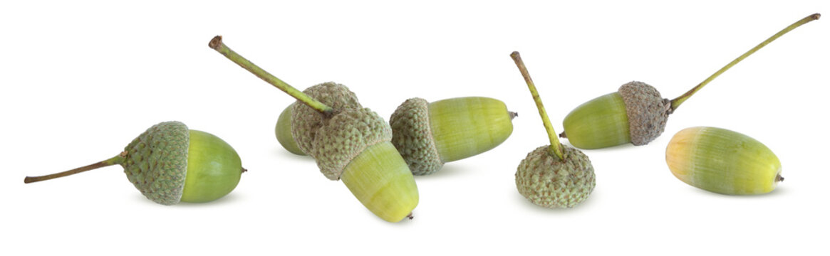 Glands de ch&ecirc;ne	