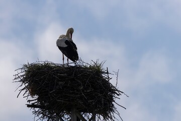 Backlit close-up of a White Stork (Ciconia ciconia) on nest atop metal tower with blurred blue sky and white clouds. Arrocampo Bird Park, Spain.